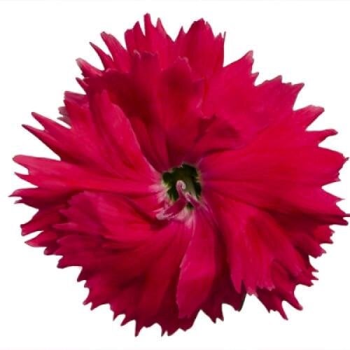 Семена цветов Гвоздика китайская Diana Salmon Hem Genetics 250 шт. (BN09224-2)