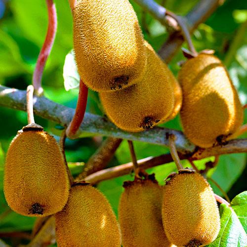 Сажанец Эксклюзив Киви коричневый с мякотью изумрудного цвета Бемоль flat премиальный самоопыляемый болезнеустойчивый сорт (48124)