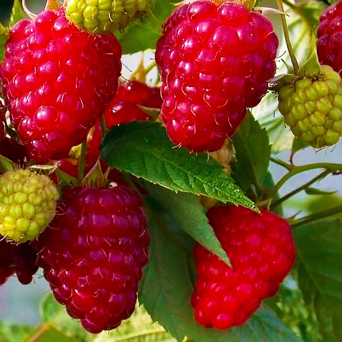 Саженец летней малины средняя бесколючковая (778371534)