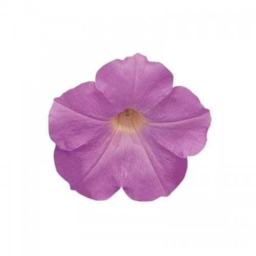 Семена цветов PanAmerican Петуния ампельная WAVE F1 MISTY LILAC 5 шт. (BN02247-4)