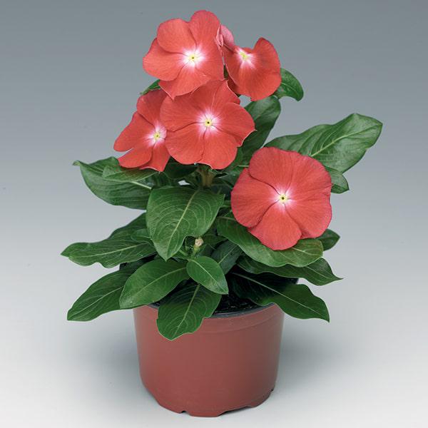 Семена Катарантус SunStorm Scarlet with Eye ТД Гекса-Украина 02-01-349 100 шт. (IR003130)