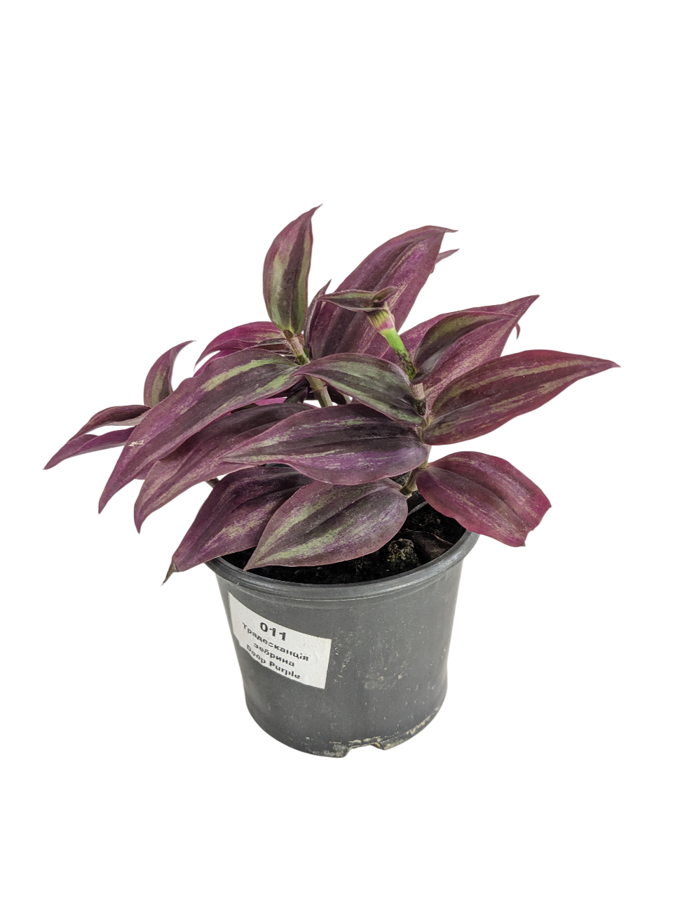 Растение традесканция зебрина Deep Purple (25266587)