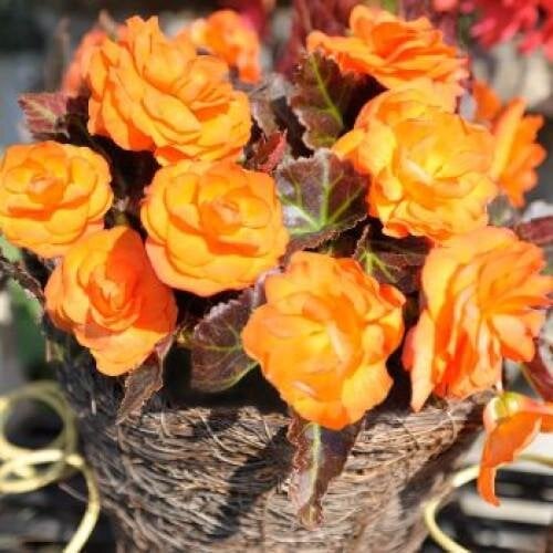 Семена цветов Бегония клубневая Nonstop Mocca Bright Orange Benary 10 шт. (BN06089-4)