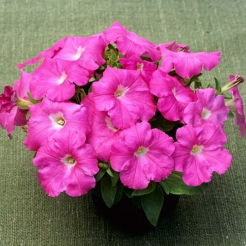 Семена цветов Петуния ампельная Trilogy F1 Rose Takii 5 шт. (BN08946-4)