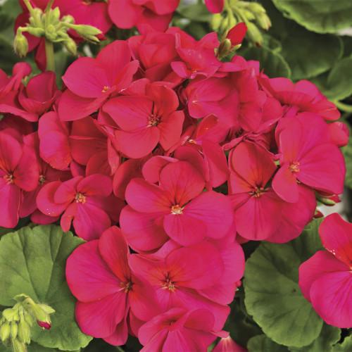 Семена цветов Syngenta Пеларгония садовая Multibloom Violet 50 шт. (BN01653-3)