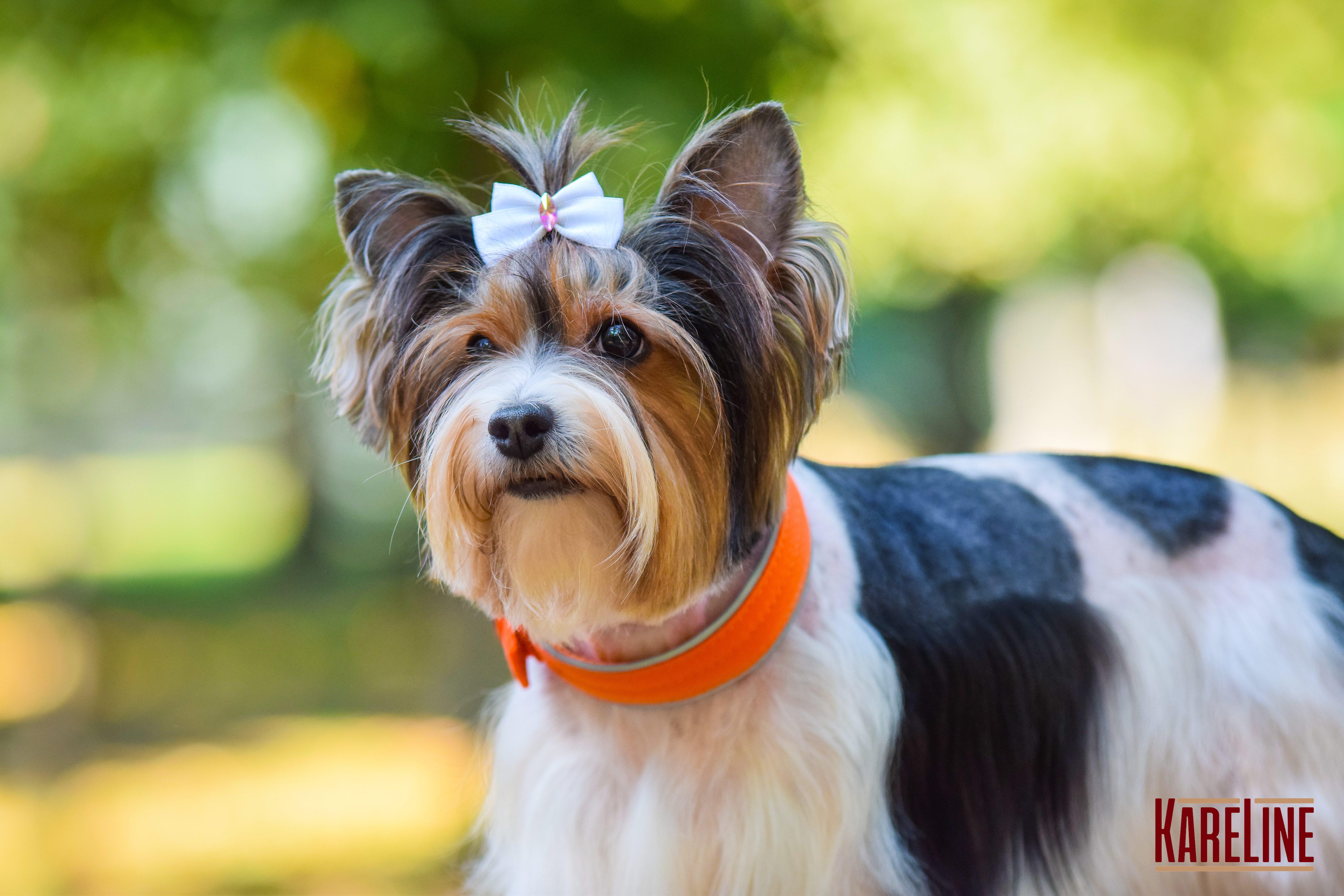 Ошейник KareLine усиленный нейлоновый со светоотражающим кантом 40 мм 300-380 мм Оранжевый (0952/11) - фото 3