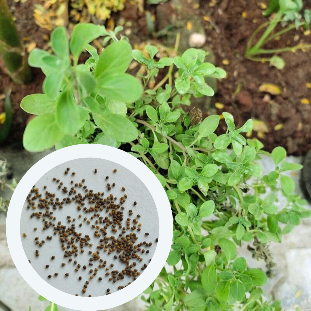 Семена Майоран Гурман 0,15 г 900 шт. Origanum majorana (RS-00847) - фото 4 Семена Майоран Гурман 0,15 г 900 шт. Origanum majorana (RS-00847) - фото 4