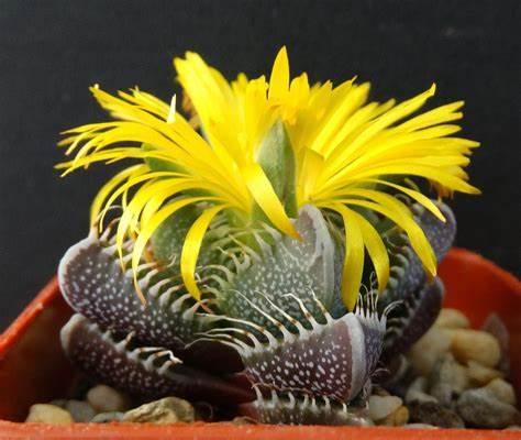 Насіння Faucaria tigrina 3 шт. (2178788927) - фото 3