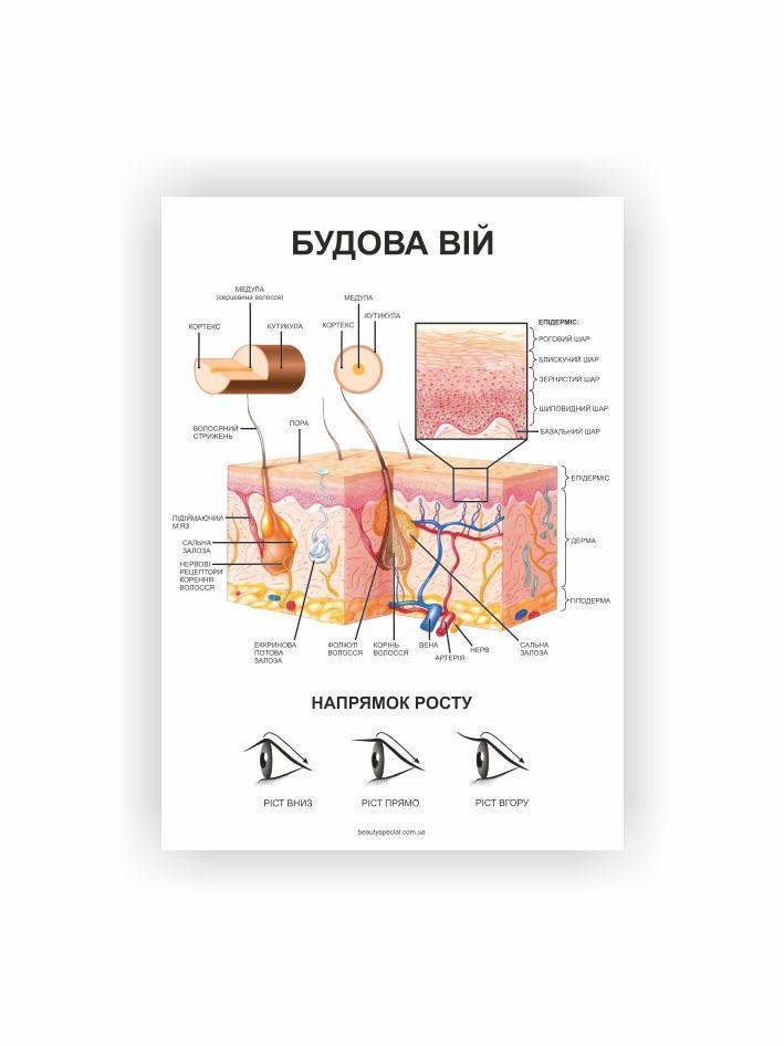 Плакат Vivay Строение ресниц 60x80 см (33731506)