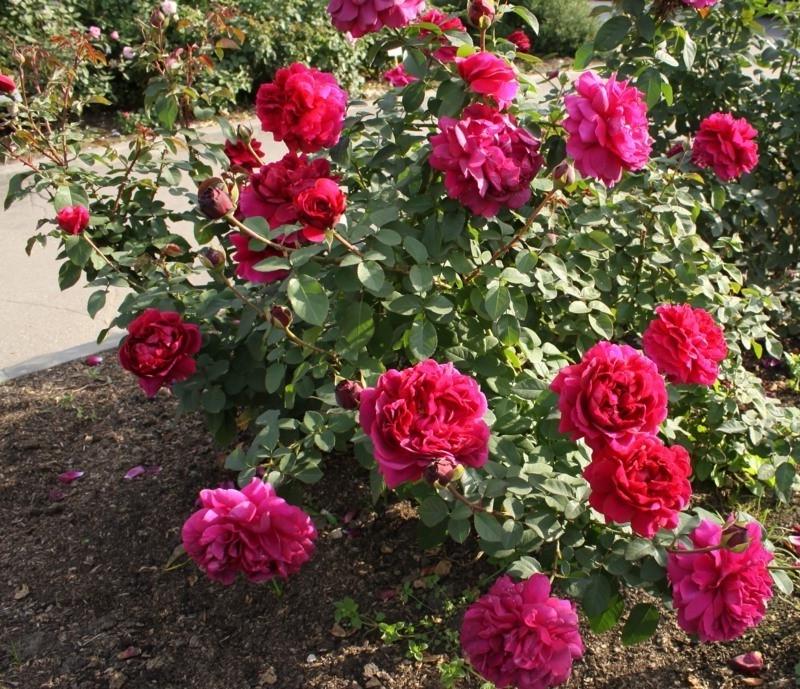 Роза Velet Thе Dark Lady в контейнере (2558773515) - фото 3