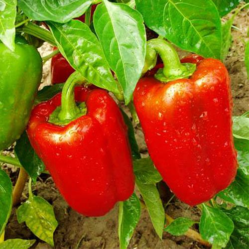 Семена Перець Florium Купець (17123)