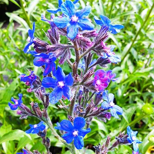 Анхуза Florium Loddon Royalist (7492)