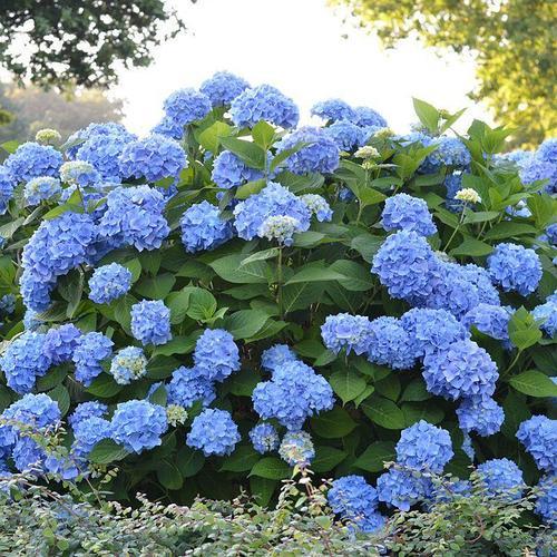 Саджанець гортензії крупнолистної Hydrangea macrophylla Endless Summer Bailmer Р9 (1531652823)