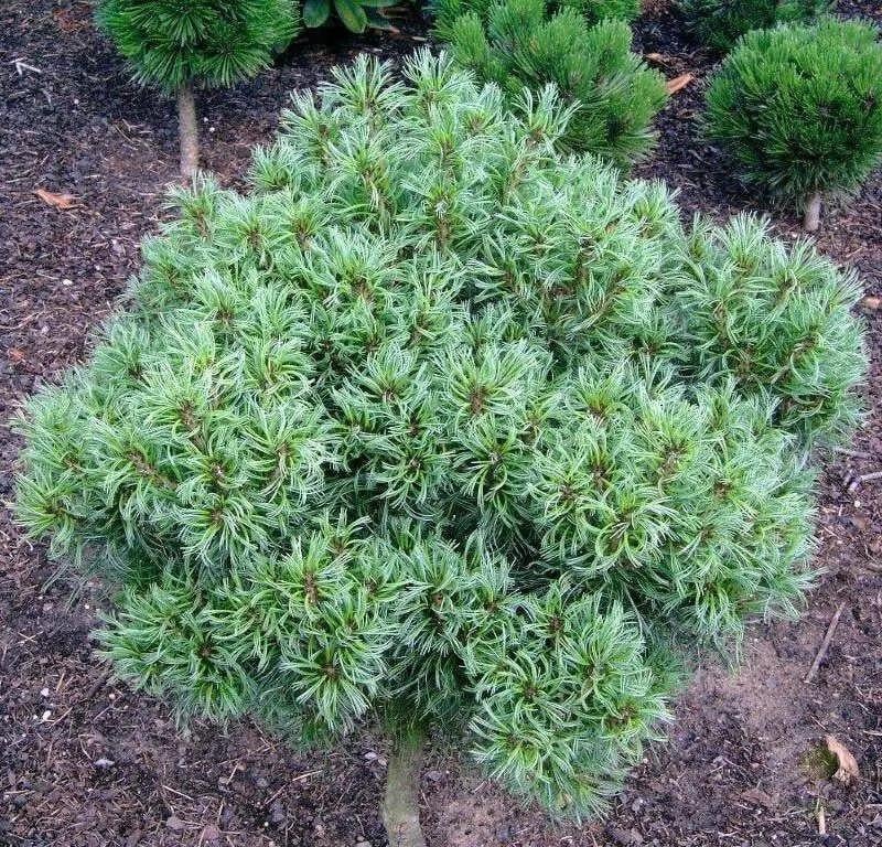 Сосна веймутовая Тини Керлс на штамбе (2669487013)