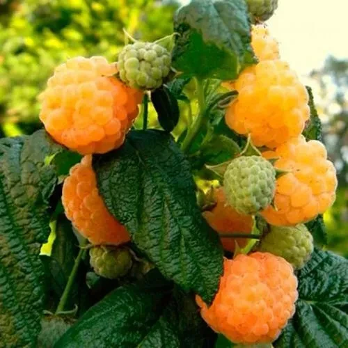 Саженец малины ремонтантной Брусвяна Желтая (1932790685)