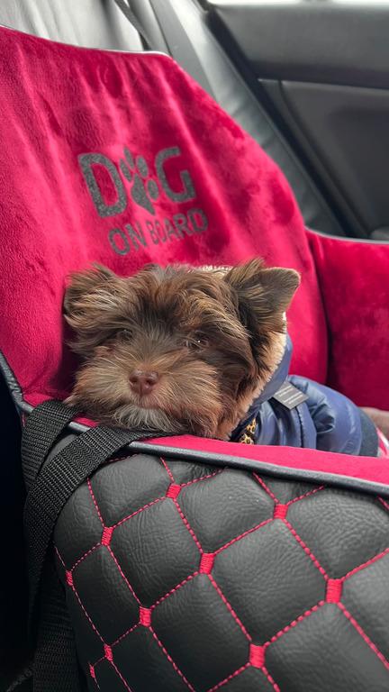 Автокрісло для собак Amore mio Cane Medium до 10 кг 60х50х25 см Black/Red (CS-0035) - фото 2 Автокрісло для собак Amore mio Cane Medium до 10 кг 60х50х25 см Black/Red (CS-0035) - фото 2