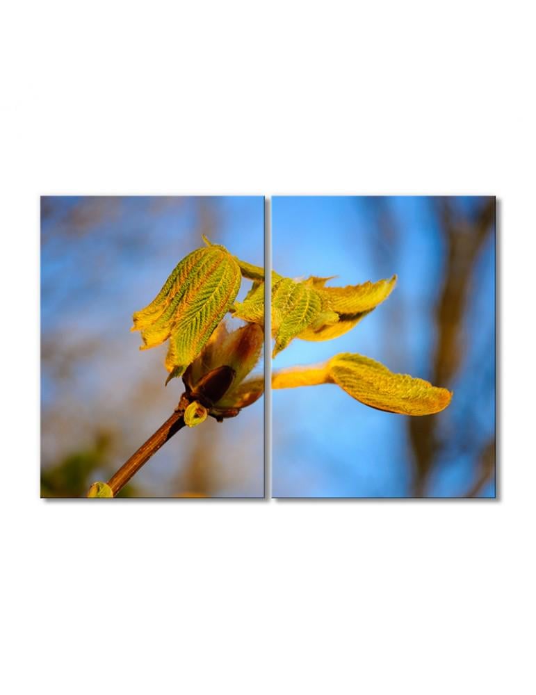 Картина модульная Распускающийся лист каштана 2 модуля 80x120 см
