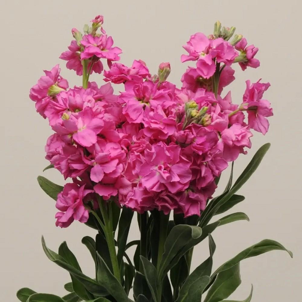Семена цветов Левкой Матиола KATZ Rose Antique PanAmerican 1000 шт. (BN13462)