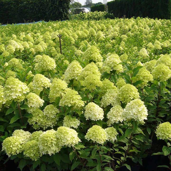 Саженец гортензии метельчатой Hydrangea paniculata Limelight Р9 (1106479224) - фото 1