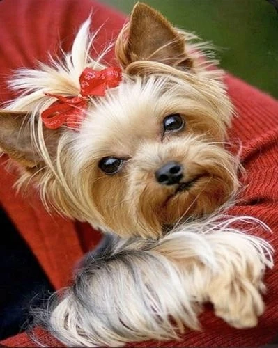 Алмазная мозаика Strateg Йорк с красным бантиком 40х50 см (SK86002)