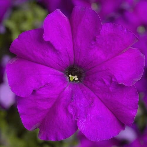 Семена цветов Петуния крупноцветковая Tritunia F1 Violet Syngenta 250 шт. (BN07491-2)