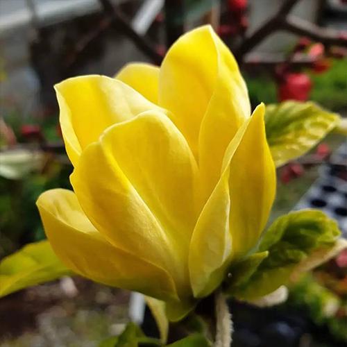 Саженцы магнолии Эллоу Берд привитый 3-летний ЗКС (5153)