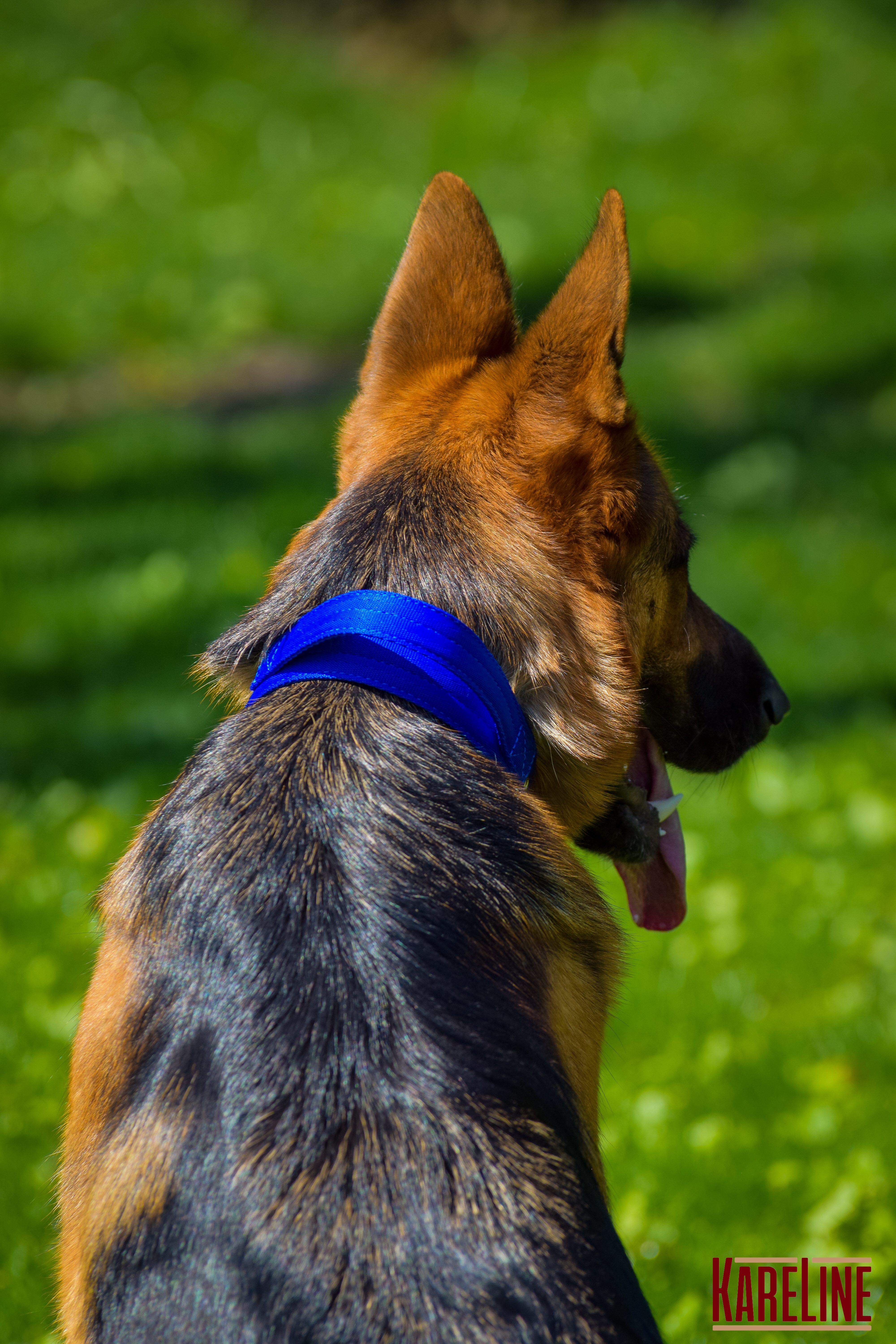 Ошейник KareLine усиленный нейлоновый с ручкой 48 мм 550-640 мм Синий (0988/7) - фото 3