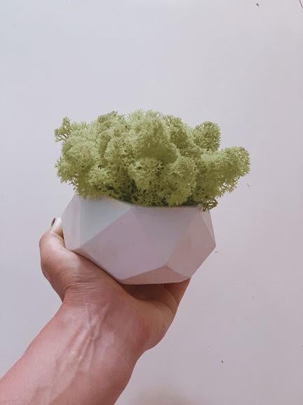 Кашпо бетонное Green Ecco Moss с ягелем Натурально-зеленый (46633)