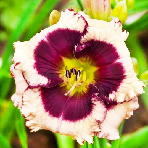 Лилейник Florium Crystal Pinot (12923)