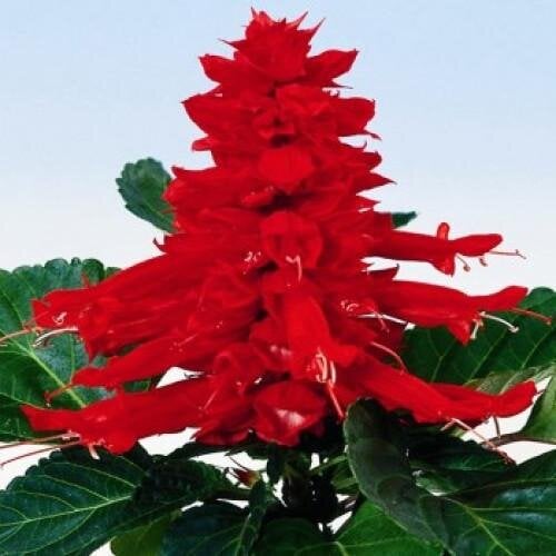 Семена цветов Сальвия RED ALERT Hem Genetics 100 шт. (BN11307-3)