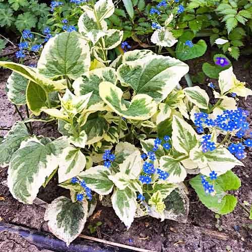 Бруннера Florium Variegata (12758)