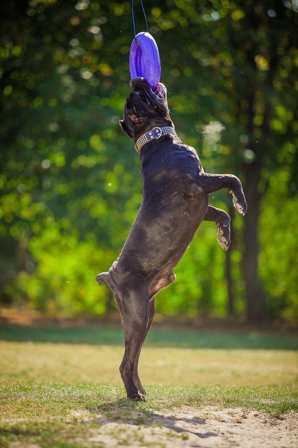 Тренировочный снаряд для собак Puller Maxi 30 см (6492) - фото 13