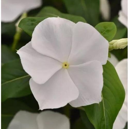 Семена цветов Катарантус розовый Titan-ium F1 WHITE PanAmerican 250 шт. (BN12853-2)