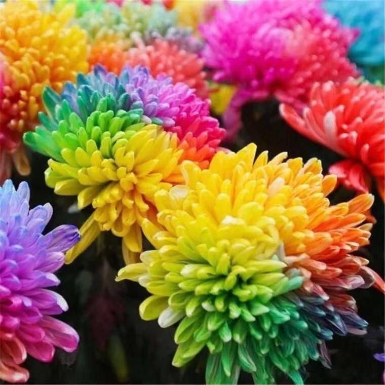 Семена австралийской радужной хризантемы 20 шт.
