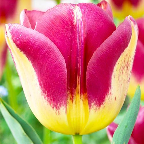 Тюльпан Florium Boston (5735)