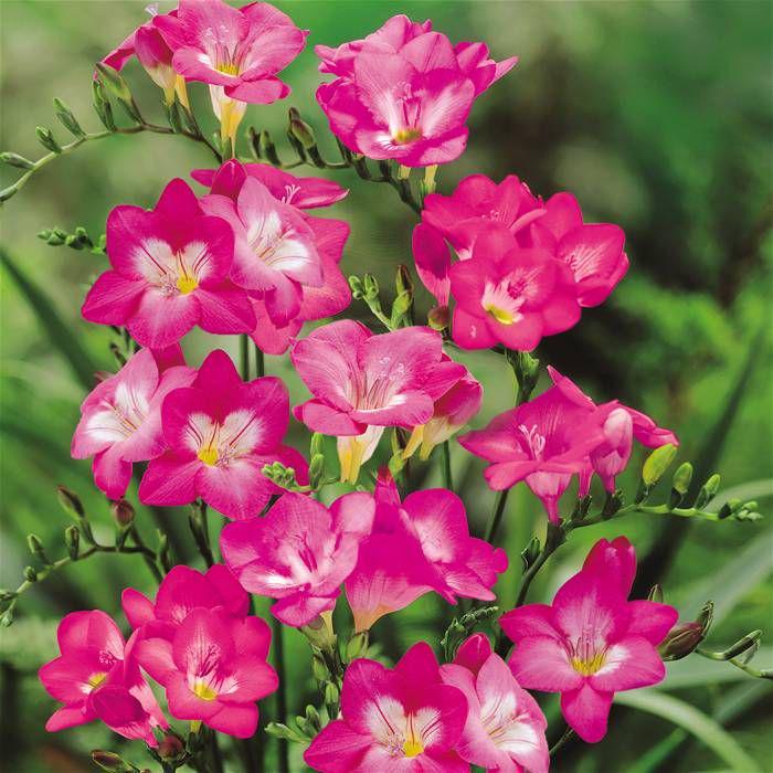 Фрезия простая Dobrodar Pink 3 шт. Розовый (38300225)