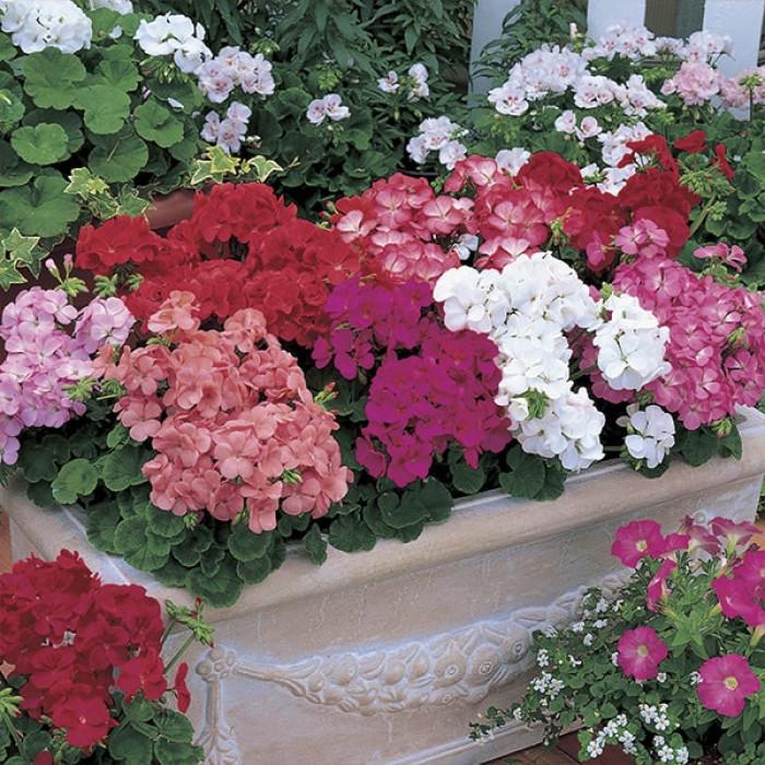 Семена цветов Syngenta Пеларгония садовая Multibloom Mix 10 шт. (BN01655-4)