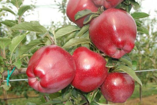 Саджанець Ред Чиф зимній сорт (2070491170)