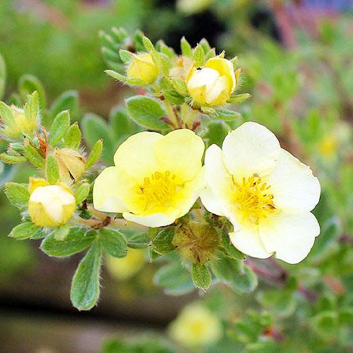 Лапчатка Florium Primrose Beauty (15419)