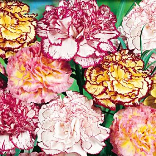 Семена Гвоздика Florium Шабо двухцветная смесь (18913)