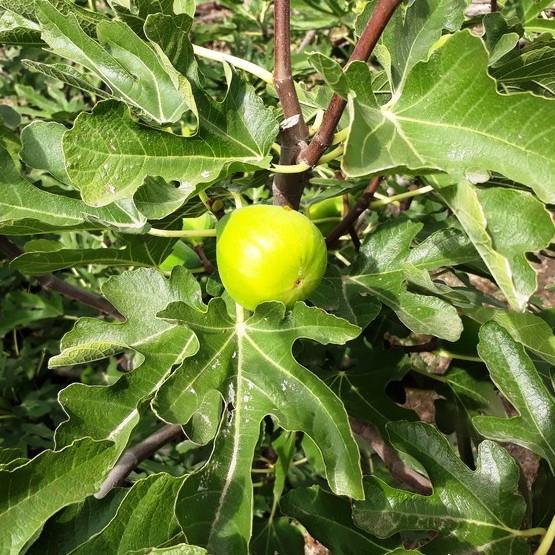 Саджанець інжиру Dalmatian ремонтантний самоплідний (1042099454)