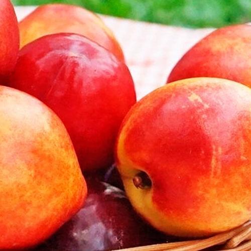 Сажанець Нектарин Хард Блейз лисий персик/літній сорт/середній термін дозрівання (39914)