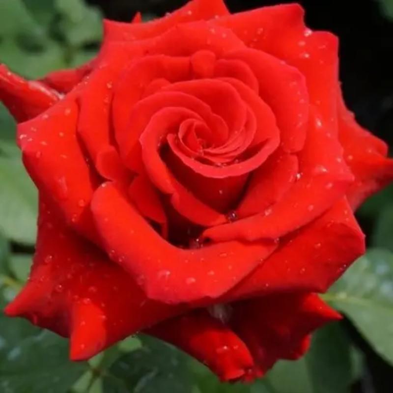 Роза Red Queen Чайно-гибридная в контейнере (2669458641)
