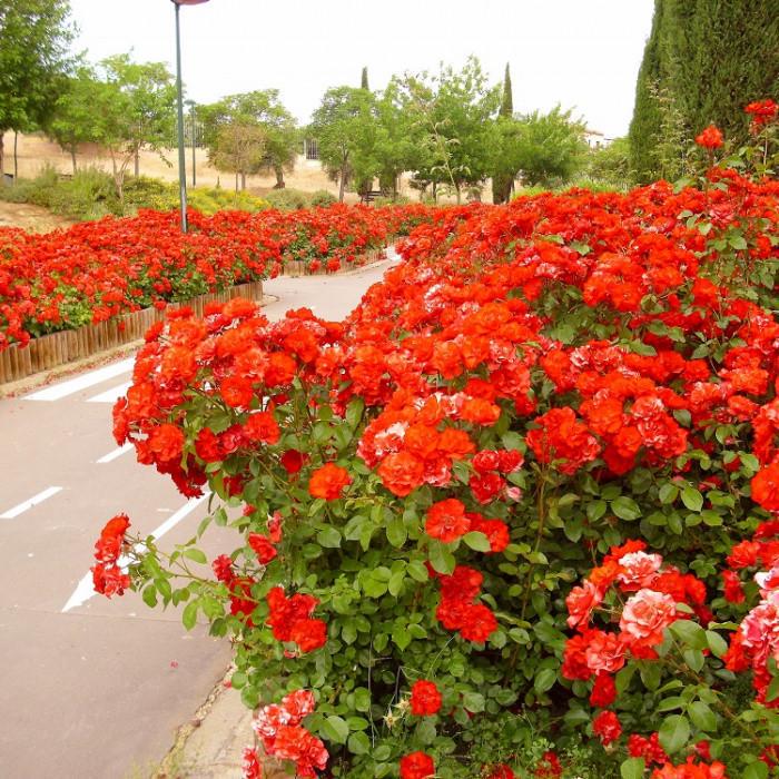 Роза La Sevillana Флорибунда в контейнере (2669458403)