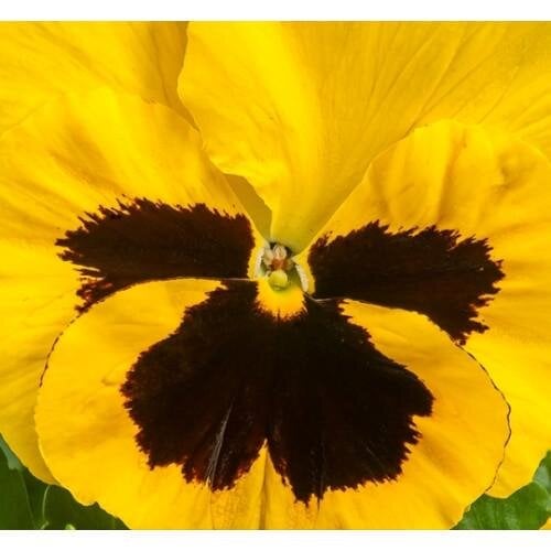 Насіння квітів Віола Xtrada Yellow with Blotch Hem Genetics 50 шт. (BN09633-3)