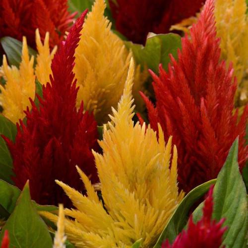 Семена цветов PanAmerican Целозия перистая FIRST FLAME Mix 500 шт. (BN08326-2)