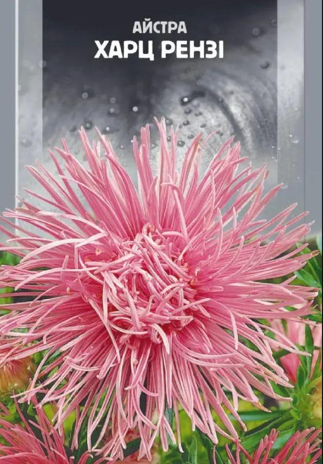 Насіння Астра Florium високоросла Харц Рензі (16886) Насіння Астра Florium високоросла Харц Рензі (16886)