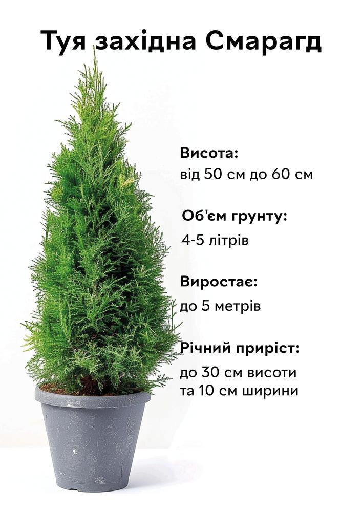 Туя Смарагд західна пірамідальна крона зелена 50-60 см/об'єм ґрунту 4 л 1 шт. (15487) - фото 7