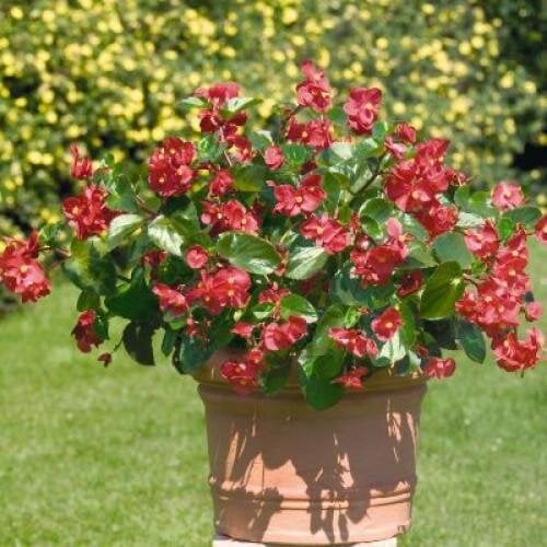 Семена цветов Бегония BIG Red with Green Leaf Benary 5 шт. (BN00226-4)