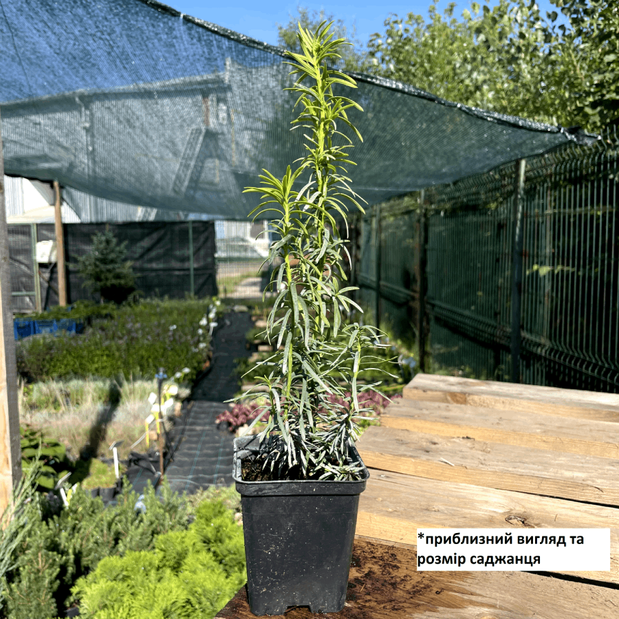 Саженец Тиса среднего Стефания Taxus media Stefania Р9 (18296821) - фото 2 Саженец Тиса среднего Стефания Taxus media Stefania Р9 (18296821) - фото 2